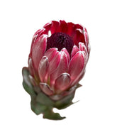FreshCut Protea