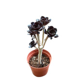 Aeonium