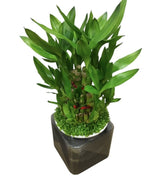 Lucky Bamboo (Dracaena Compacta) Hydro 4194