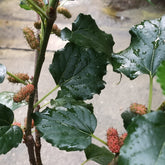 Mulberry (Morus)