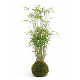 Sasa pygmaea Kokedama (2540)