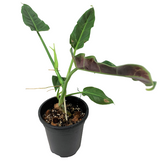 Philodendron subhastatum