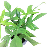 Philodendron Florida Ghost