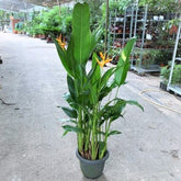 Heliconia (Parrot Beak Plant)
