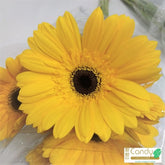 FreshCut Gerbera