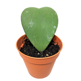 Hoya Kerrii