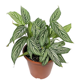 Calathea Vittata