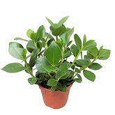 Clusia Rosea