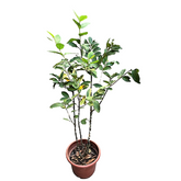 Guava (Psidium Guajava)