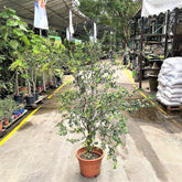 Jaboticaba (Plinia cauliflora)