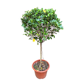 Ficus Microcarpa (Indian Laurel Fig Tree)
