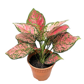 Aglaonema Red Valentine