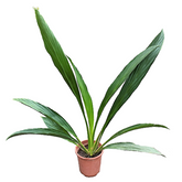 Cyclanthus Cocos