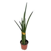 Sansevieria cylindrica (African Spear)