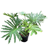 Philodendron Selloum