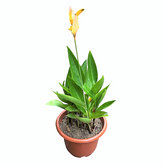 Heliconia American Dwarf