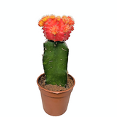 Gymnocalycium Mihanovichii (Mini Grafted Cactus) - Variety 1 Candy Floriculture
