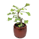 Gingko Biloba Candy Floriculture