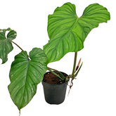 Philodendron Plowmani