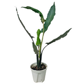 Alocasia Lauterbachiana