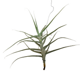 Tillandsia (Air Plant)
