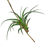 Tillandsia flexuosa (Air Plant)