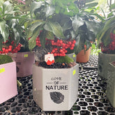 Coral Berry with Love of Nature Pot 朱砂根 (Ardisia Crenata) Candy Floriculture