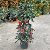 Coral Berry 朱砂根 (Ardisia Crenata) Candy Floriculture
