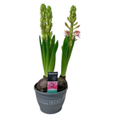 Hyacinthus Pink 风信子花 (Decorum) Candy Floriculture