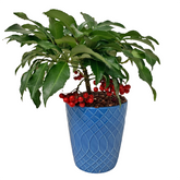 CNY Arrangement (2649)