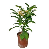 Hoya Shooting Star (Hoya Multiflora Blume)