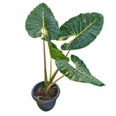 Alocasia Macrorrhizos 'Giant Taro'