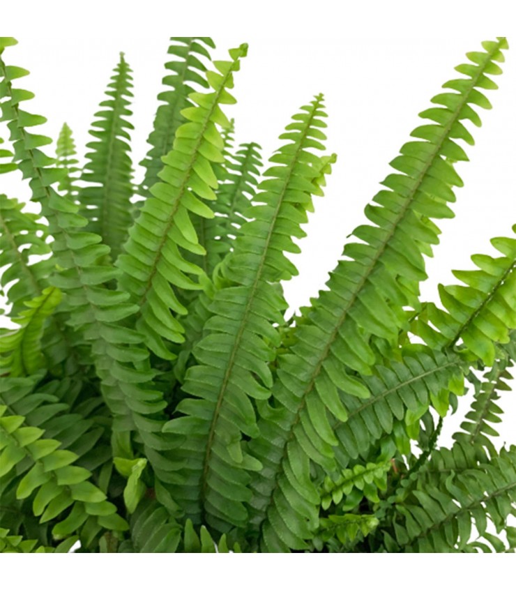 Boston Fern (Nephrolepis Exaltata)