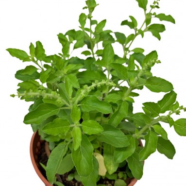 Buy Sweet Basil Short Potted plant online