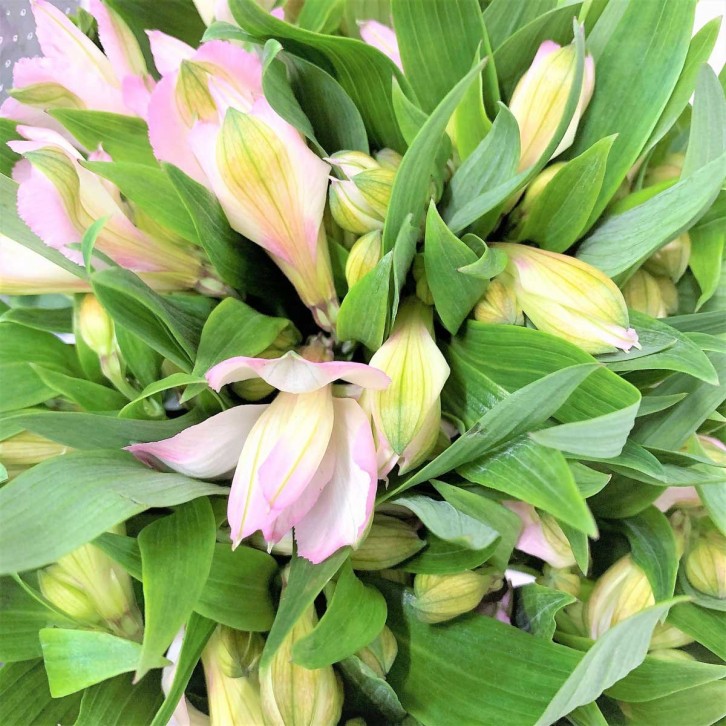 Freshcut Alstroemeria