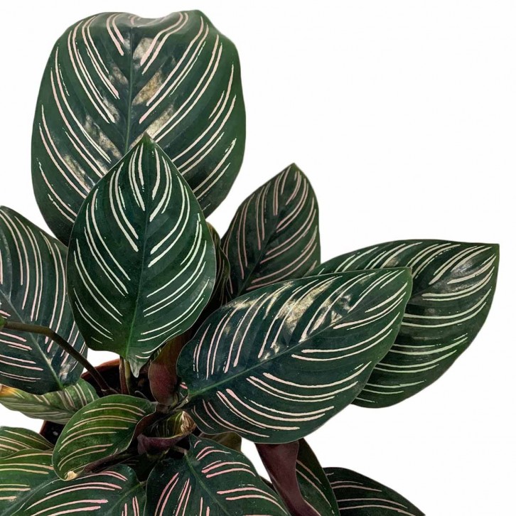 Calathea Ornata 'Sanderiana' (Pinstripe Plant)