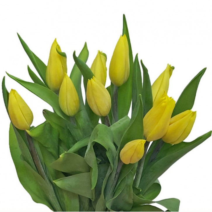 FreshCut Tulips