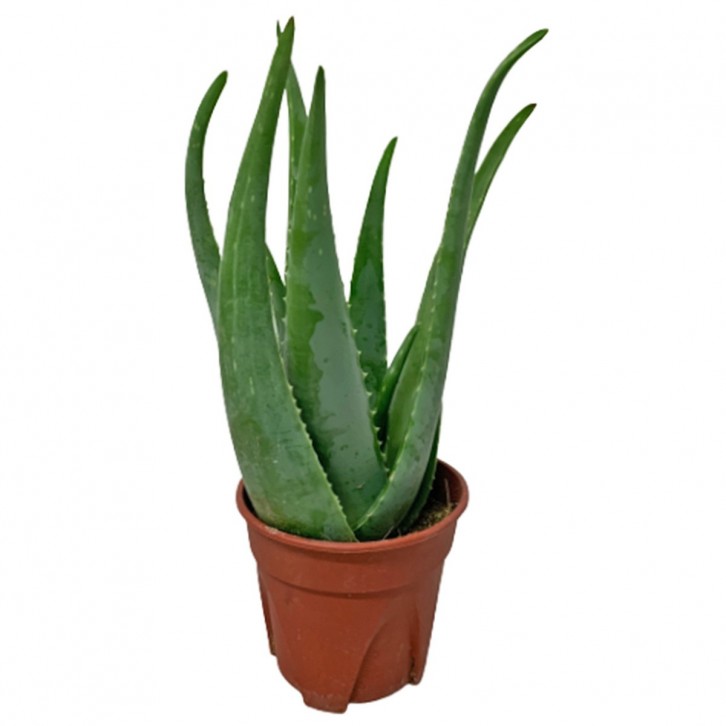 Aloe Vera 'Barbadensis Miller'