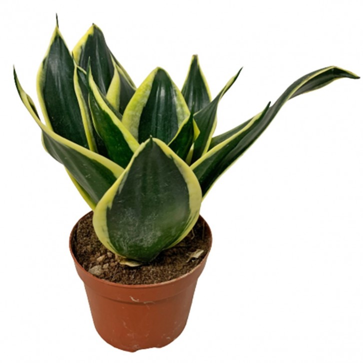 Sansevieria Black Star Dwarf