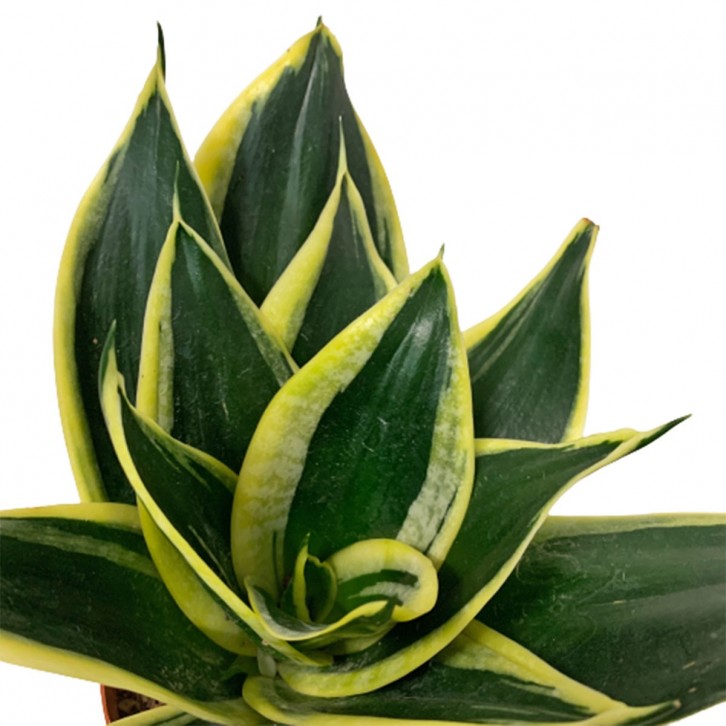 Sansevieria Black Star Dwarf