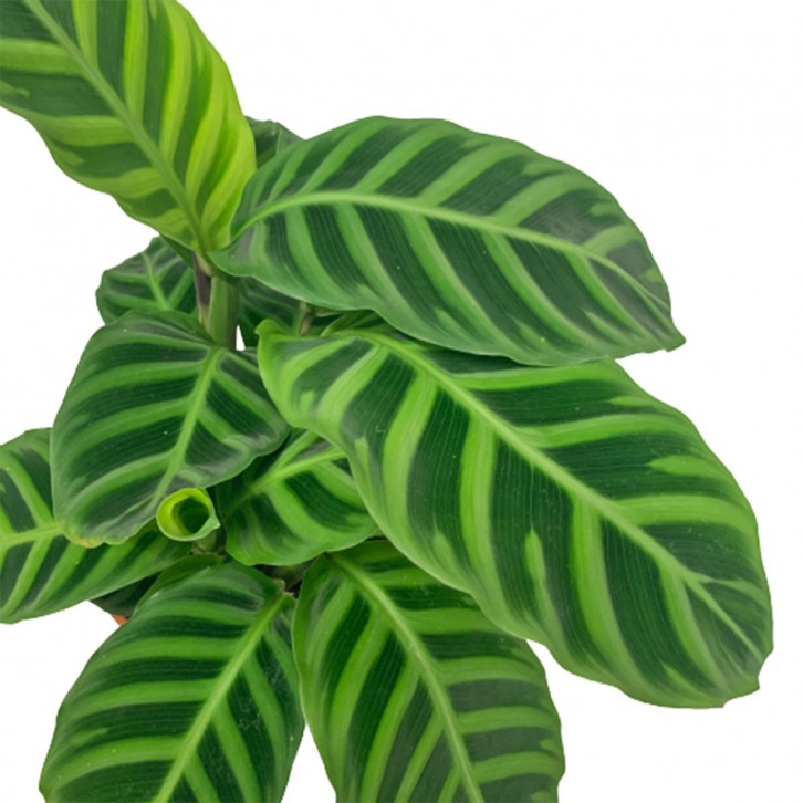 Calathea Zebrina, large foliage plant, velvety patterned leaves