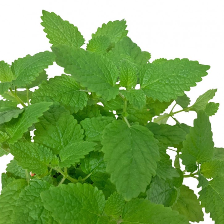 Lemon Balm 柠檬香脂草 (Melissa Officinalis)