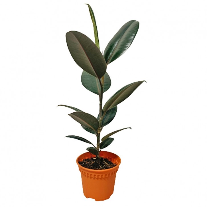 Ficus Elastica Robusta