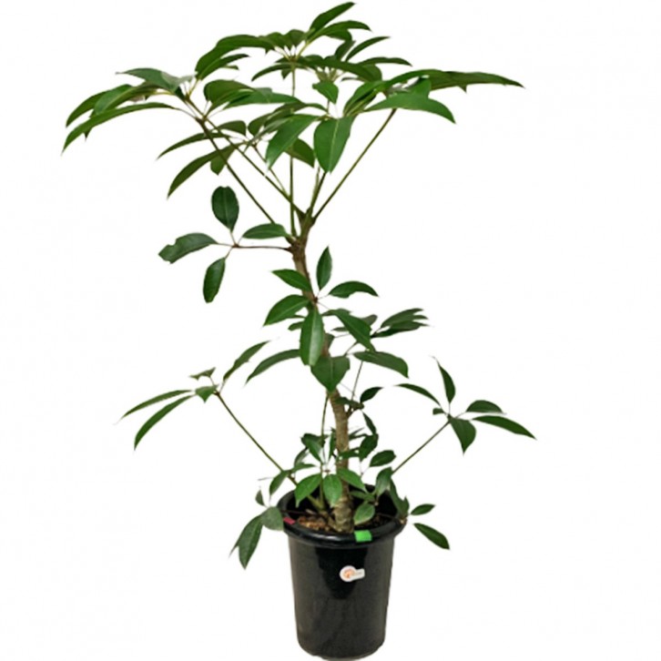 Schefflera Pueckleri - Mallet Flower Tree (Tupidanthus Calyptratus)