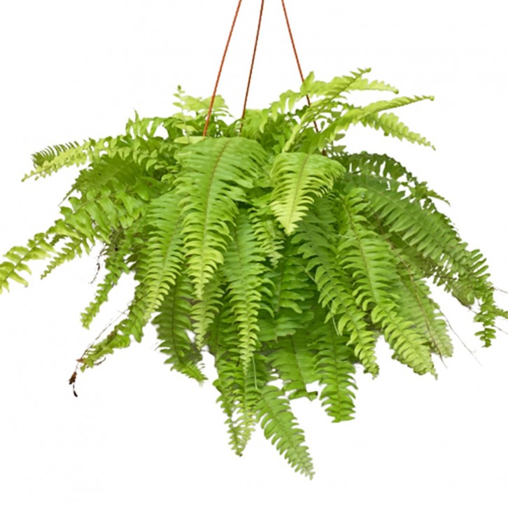 Golden Boston Fern (Nephrolepis Exaltata)