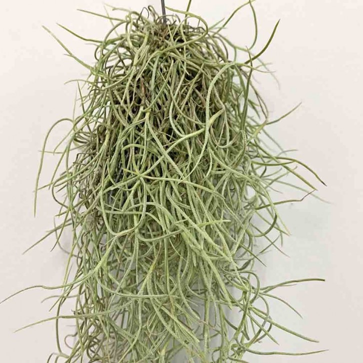 Tillandsia Usneoides (Spanish Moss)