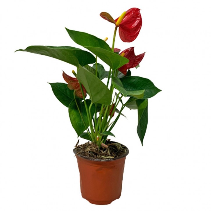 Anthurium Andraeanum 火鹤花 RED (Flamingo Flower)