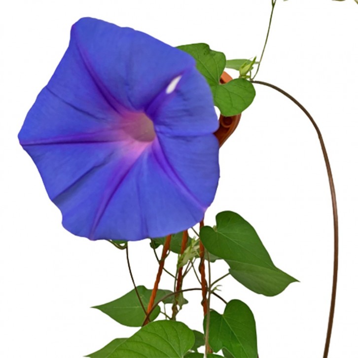 Morning Glory (Ipomoea Purpurea)