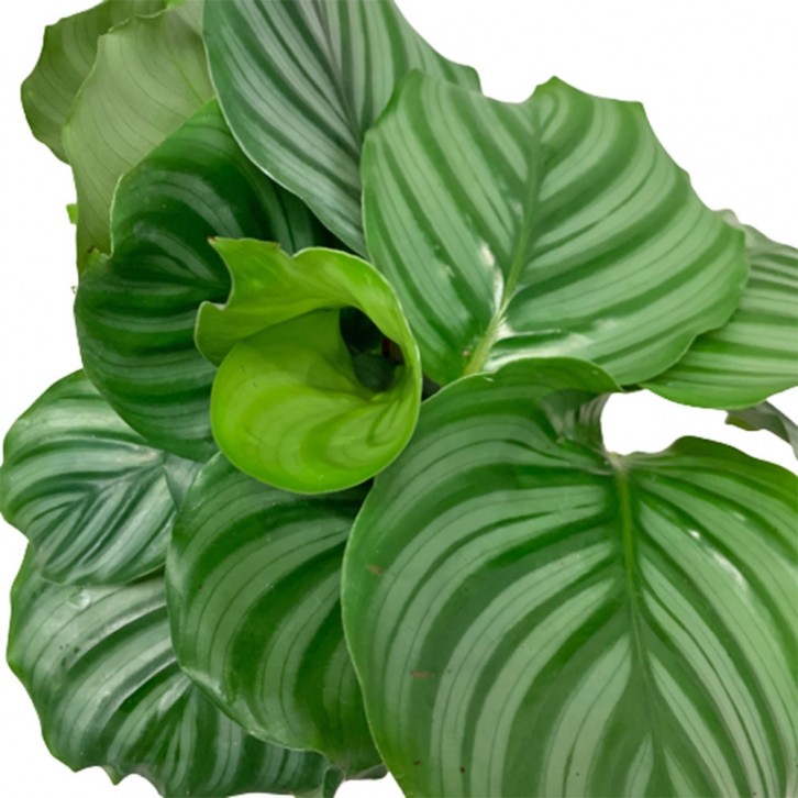 Calathea Orbifolia