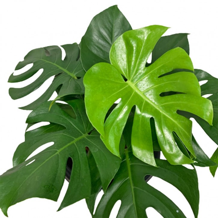 Monstera Deliciosa (Swiss Cheese Plant)